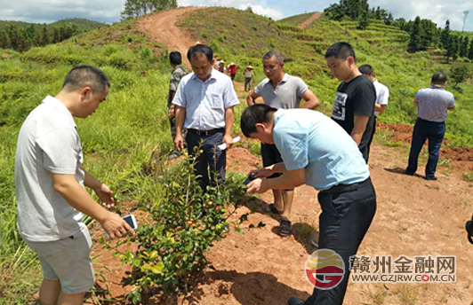 国开行区域开发局副处长徐力一行调研定南