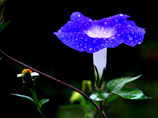 谢贵芳作品 花草集