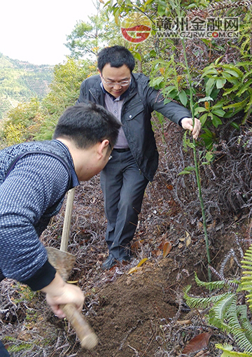 安远县金融局开展义务植树活动