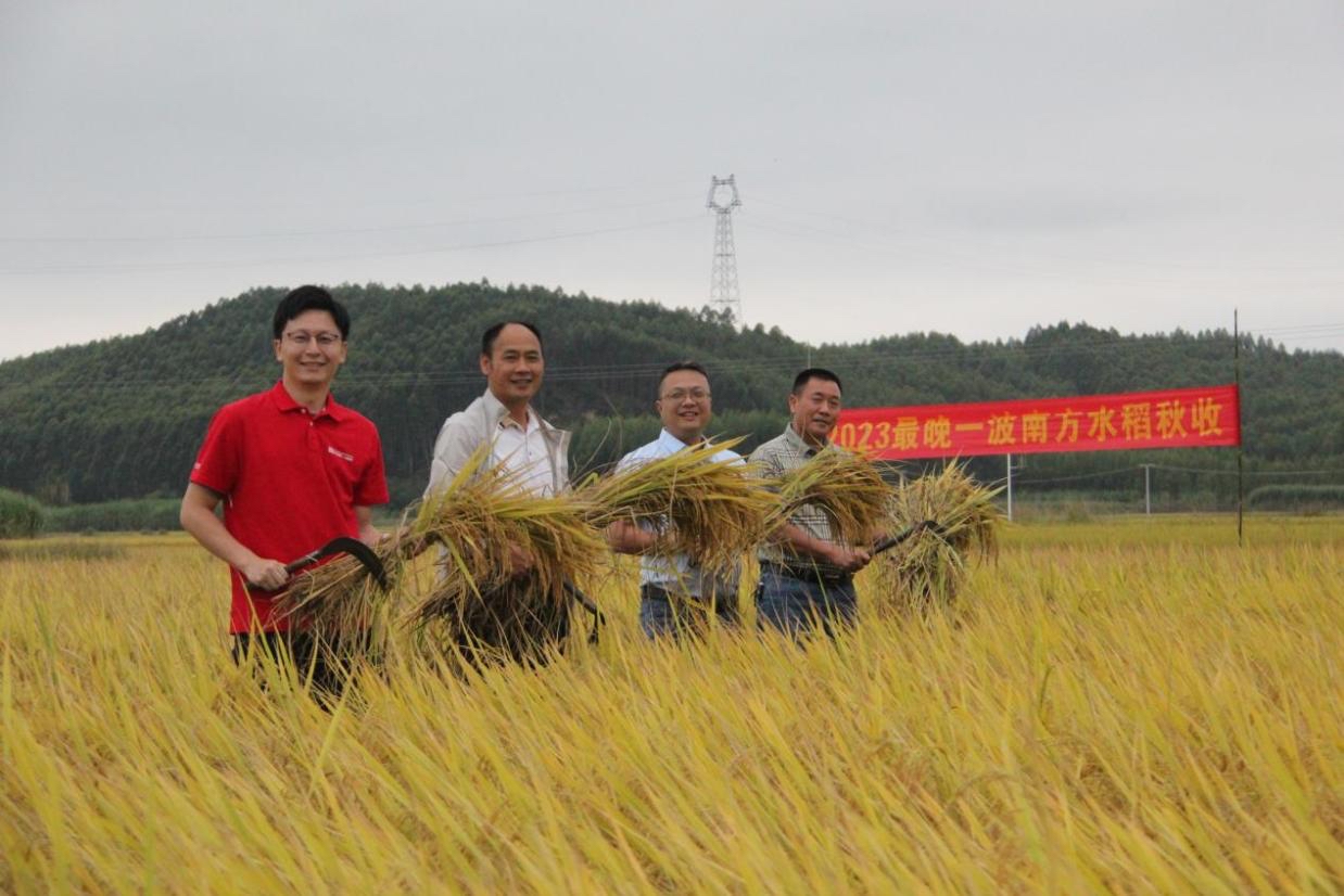 南方水稻晚收产区举行收割仪式 标志南方稻秋收收官